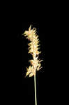 Coastal sedge